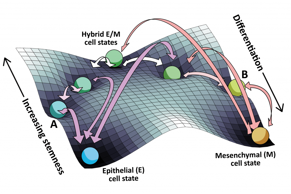 Cancer Systems Biology Laboratory